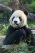 Taiwan, TAIPEI, Taipei Zoo, Giant Panda, TAW209JPL