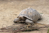 Taiwan, TAIPEI, Taipei Zoo, Giant Tortoise, TAW265JPL