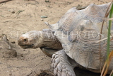 Taiwan, TAIPEI, Taipei Zoo, Giant Tortoise, TAW266JPL