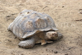 Taiwan, TAIPEI, Taipei Zoo, Giant Tortoise, TAW267JPL