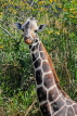 Taiwan, TAIPEI, Taipei Zoo, Giraffe, TAW281JPL