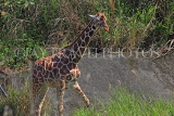 Taiwan, TAIPEI, Taipei Zoo, Giraffe, TAW287JPL