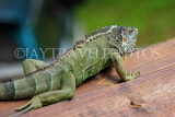 Taiwan, TAIPEI, Taipei Zoo, Green Iguana, TAW222JPL