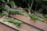 Taiwan, TAIPEI, Taipei Zoo, Green Iguanas, TAW224JPL