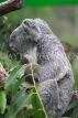 Taiwan, TAIPEI, Taipei Zoo, Koala Bear, TAW271JPL