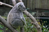 Taiwan, TAIPEI, Taipei Zoo, Koala Bear, TAW273JPL