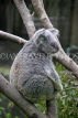 Taiwan, TAIPEI, Taipei Zoo, Koala Bear, TAW274JPL
