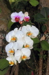 Taiwan, TAIPEI, Taipei Zoo, Phalaenopsis Orchids, TAW380JPL