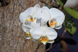 Taiwan, TAIPEI, Taipei Zoo, Phalaenopsis Orchids, TAW381JPL