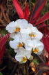 Taiwan, TAIPEI, Taipei Zoo, Phalaenopsis Orchids, TAW382JPL