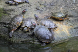 Taiwan, TAIPEI, Taipei Zoo, Slider Terrapins, TAW304JPL