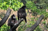 Taiwan, TAIPEI, Taipei Zoo, White-handed Gibbons, TAW261JPL