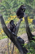 Taiwan, TAIPEI, Taipei Zoo, White-handed Gibbons, TAW262JPL
