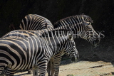 Taiwan, TAIPEI, Taipei Zoo, Zebras, TAW293JPL