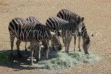 Taiwan, TAIPEI, Taipei Zoo, Zebras feeding, TAW295JPL