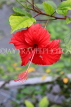 Taiwan, TAIPEI, Taipei Zoo, red Hibiscus flower, TAW206JPL
