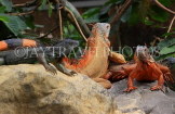 Taiwan, TAIPEI, Taipei Zoo, red Iguana, TAW308JPL