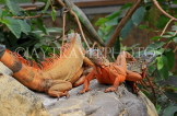 Taiwan, TAIPEI, Taipei Zoo, red Iguana, TAW309JPL