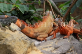 Taiwan, TAIPEI, Taipei Zoo, red Iguana, TAW310JPL