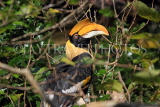 Taiwan, TAIPEI, Taipei Zoo, tropical rainforst, Great Indian Hornbill, TAW319JPL