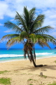 Thailand, PHUKET, Karon Beach, and coconut tree, THA3631JPL