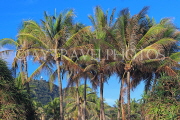 Thailand, PHUKET, Kata Beach, coconut trees, THA3807PL
