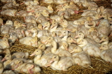 UK, Cheshire, farm, new born ducklings, UK5870JPL