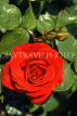 UK, Dorset, Bournemouth, red Rose, UK7421JPL