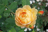 UK, Hampshire, WINCHESTER, Abbey Gardens, yellow orange Rose, UK8593JPL