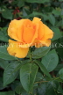 UK, Hampshire, WINCHESTER, Abbey Gardens, yellow orange Rose, UK8600JPL