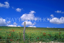 UK, Kent, DOVER, countryside fields and Poppies, DOV184JPL
