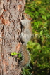 UK, LONDON, Brent, Barham Park, autumn, grey Squirrel on tree, UK9577JPL