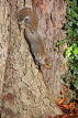 UK, LONDON, Brent, Barham Park, autumn, grey Squirrel on tree, UK9580JPL