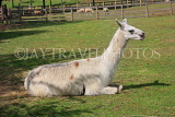 UK, LONDON, Docklands, Mudchute Park and Farm, Llama, UK10936JPL