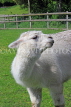 UK, LONDON, Docklands, Mudchute Park and Farm, Sheep, UK23493JPL