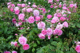 UK, LONDON, Hampton Court Palace, Rose Garden, UK9972JPL