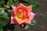 UK, LONDON, Putney, Bishop's Park, Rose Garden, orange Rose, UK14903JPL