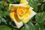 UK, LONDON, Putney, Bishop's Park, Rose Garden, yellow Rose, UK14905JPL
