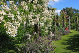 UK, LONDON, Regent's Park, Rose Garden, UK15536JPL