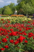 UK, LONDON, Regent's Park, Rose Garden, UK8534JPL