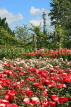 UK, LONDON, Regent's Park, Rose Garden, and BT Tower in background, UK15537JPL