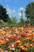 UK, LONDON, Regent's Park, Rose Garden, and BT Tower in background, UK15539JPL