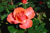 UK, LONDON, Regent's Park, Rose Garden, red orangerose, UK9345JPL