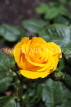 UK, LONDON, Regent's Park, Rose Garden, yellow rose, UK15531JPL