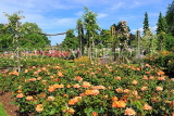 UK, LONDON, Regent's Park, Rose Gardens, UK40385JPL