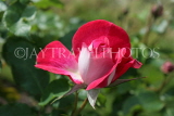 UK, LONDON, Regent's Park, Rose Gardens, deep pink rose, UK15200JPL