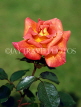 UK, LONDON, Regent's Park, Rose Gardens, orange Rose, UK335JPL