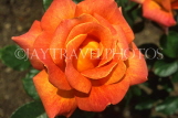 UK, LONDON, Regent's Park, Rose Gardens, orange Rose UK7375JPL