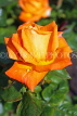 UK, LONDON, Regent's Park, Rose Gardens, orange rose, UK15027JPL