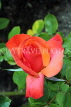 UK, LONDON, Regent's Park, Rose Gardens, red rose, UK15171JPL